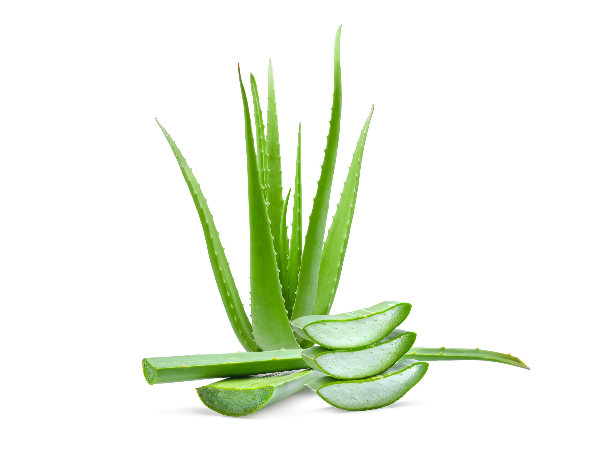 Aloe Vera mit Querschnitt