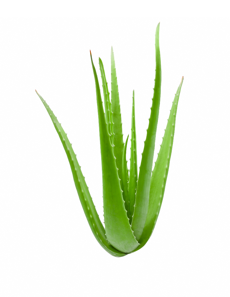 Pflanze Aloe Vera